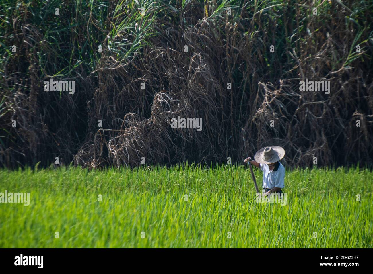 Rural china farmer hi-res stock photography and images - Alamy