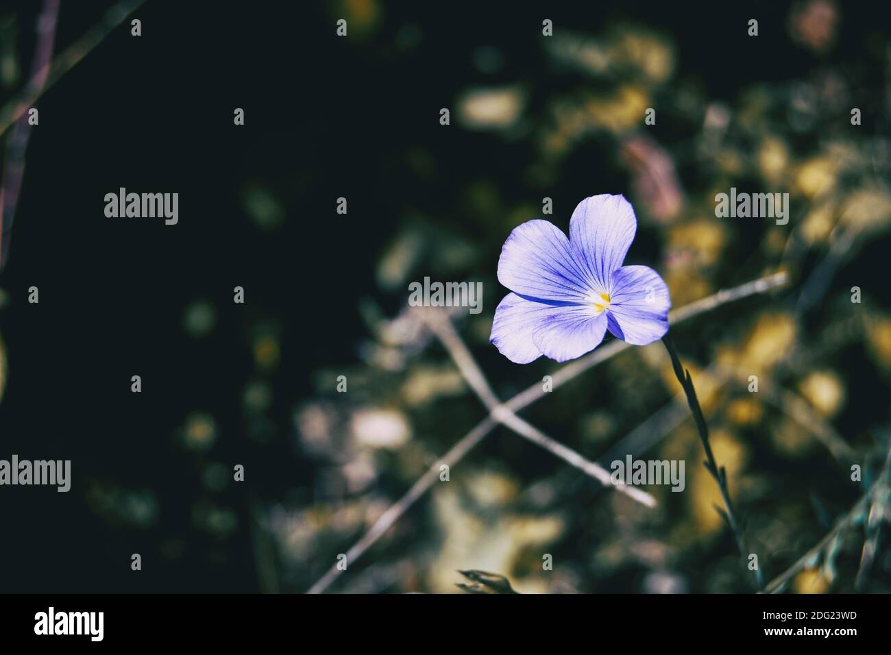 a single small purple flower on the right side of the photo in nature Stock Photo