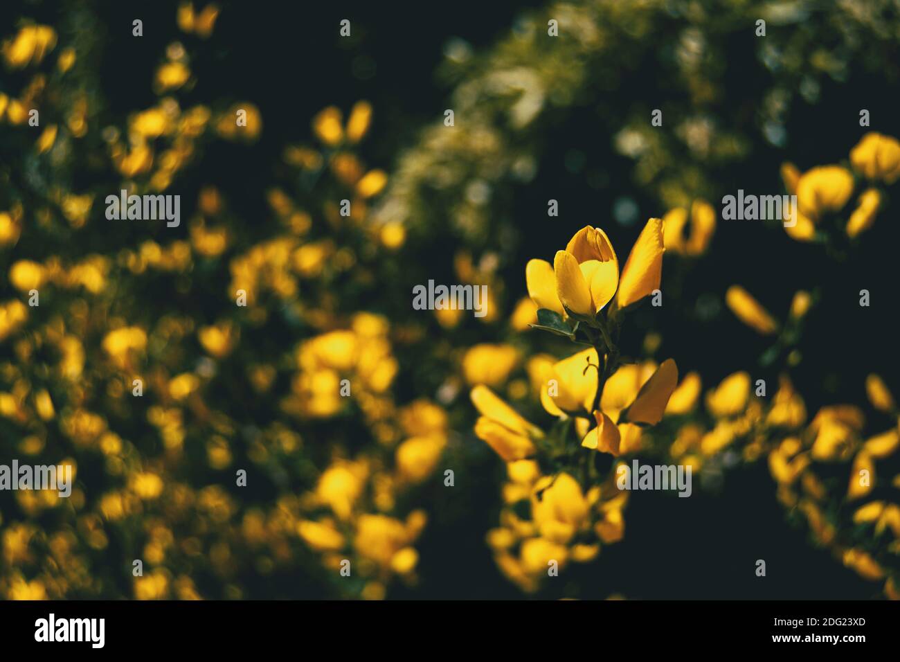 many yellow flowers of genista in a field Stock Photo