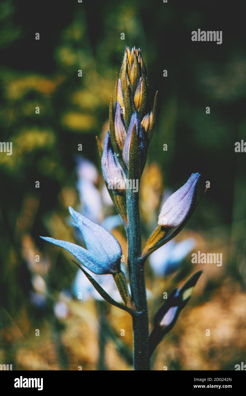 blue flowers of swertia perennis in nature Stock Photo