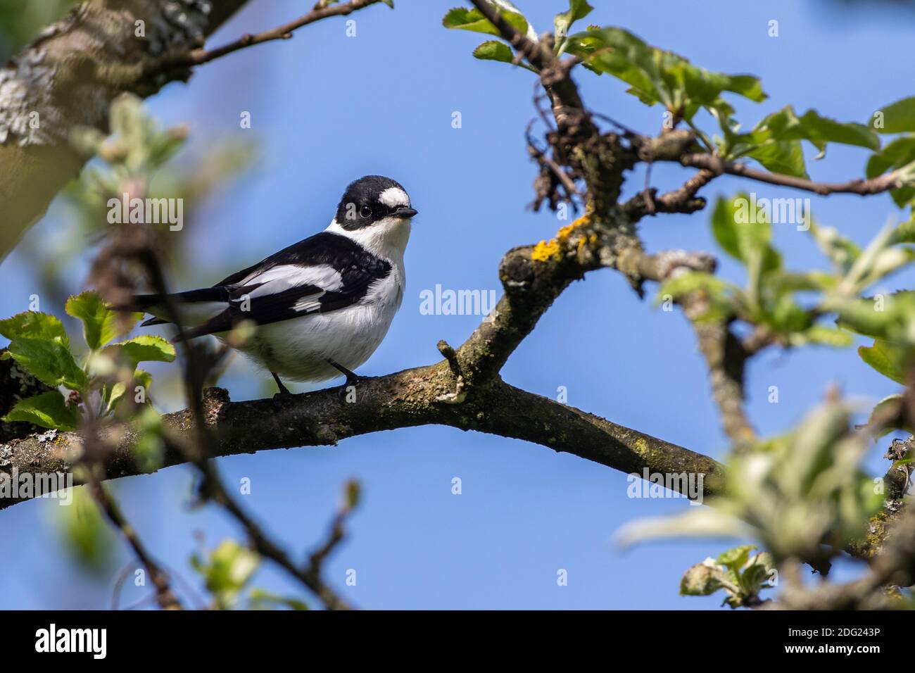 Halsbandschnäpper (Ficedula albicollis) Männchen Stock Photo - Alamy