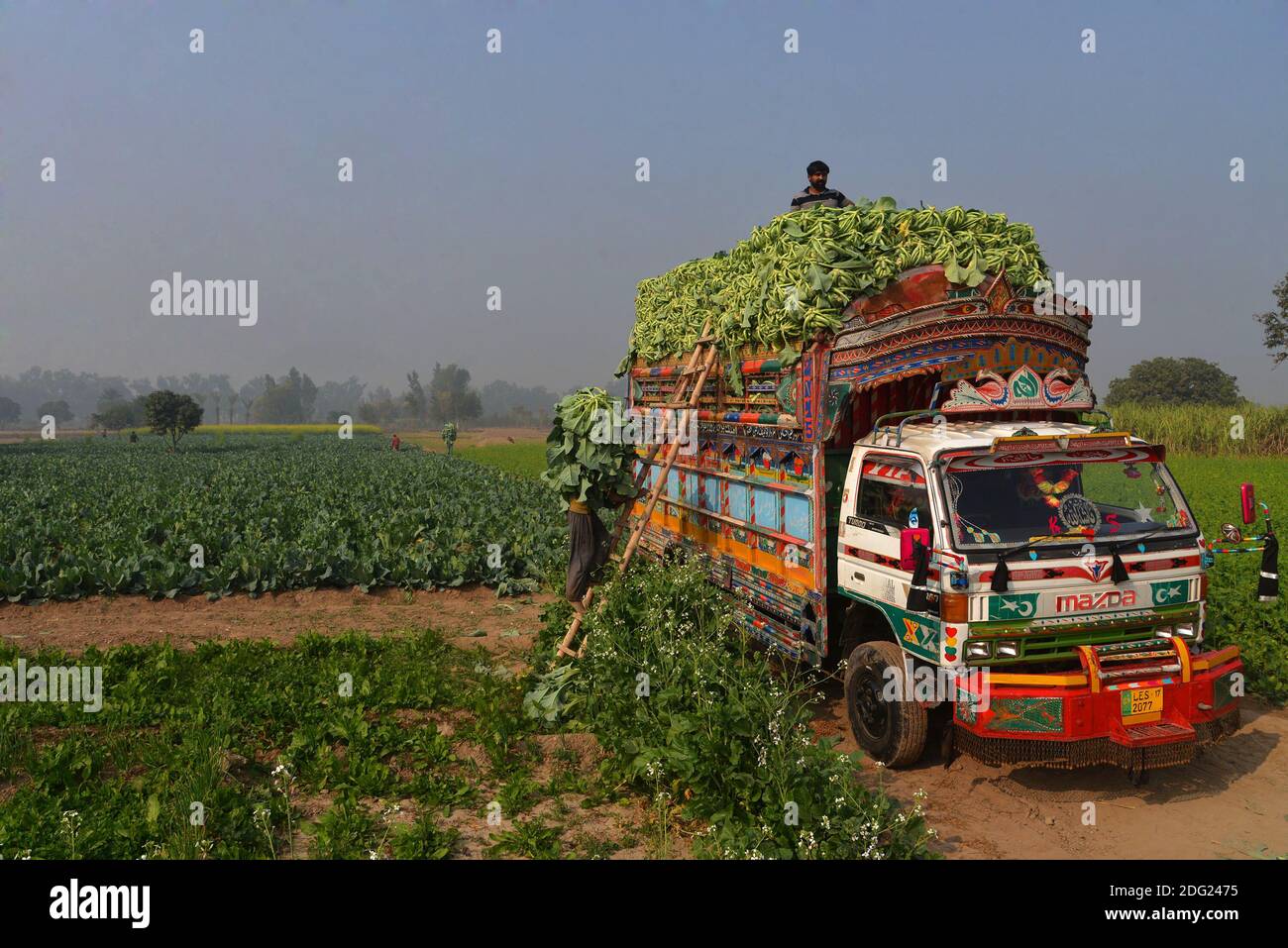 Pakistani farmars busy in their routine work at Cauliflower,s fileld and loading on truck subrub of lahore.(Photo by Rana Sajid Hussain) Stock Photo