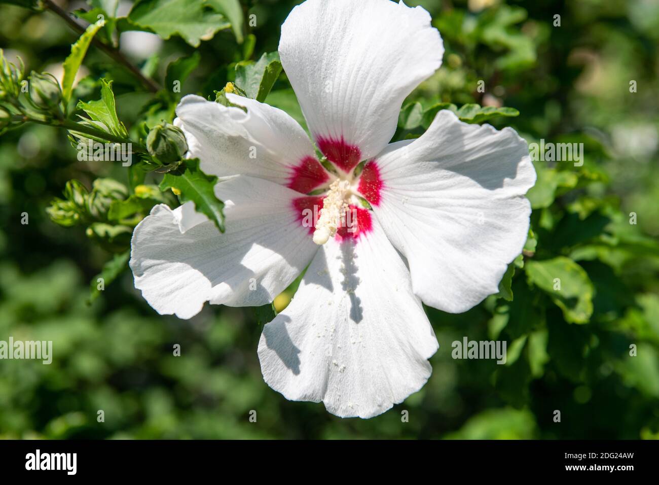 White and red hollyhock flower in the Saint James Park in the downtown district. The area is famous for its beautiful gardens. Stock Photo