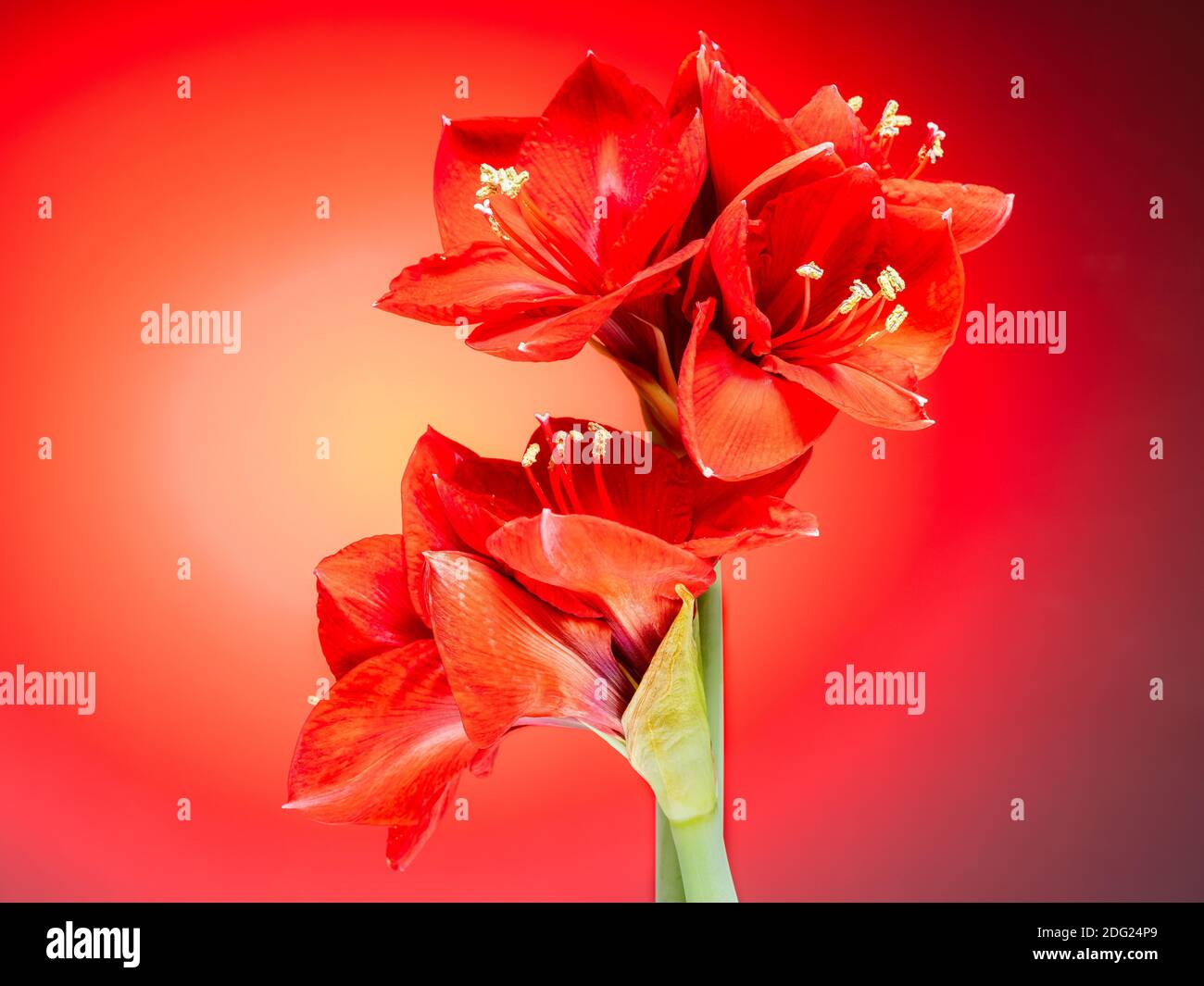 Beautiful Red Amaryllis Flowers Against a Red Background Stock Photo