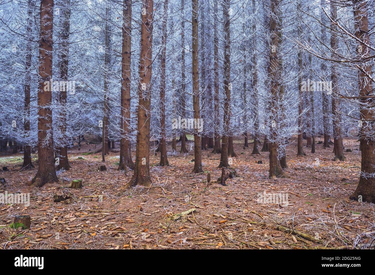 winter coniferous forest, frozen white branches of spruce Stock Photo