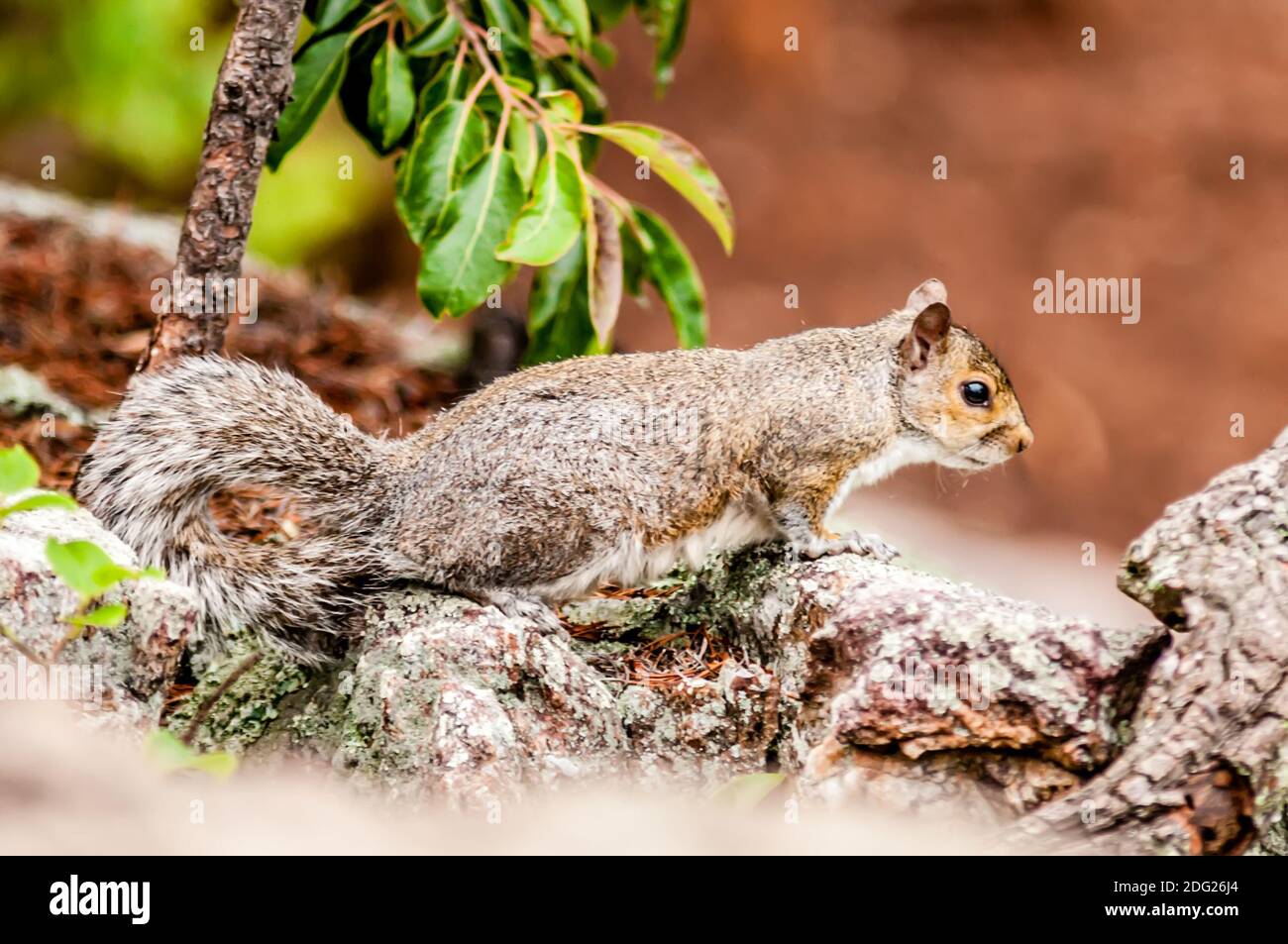 Squirrel in the wilderness in the north carolina mountains Stock Photo