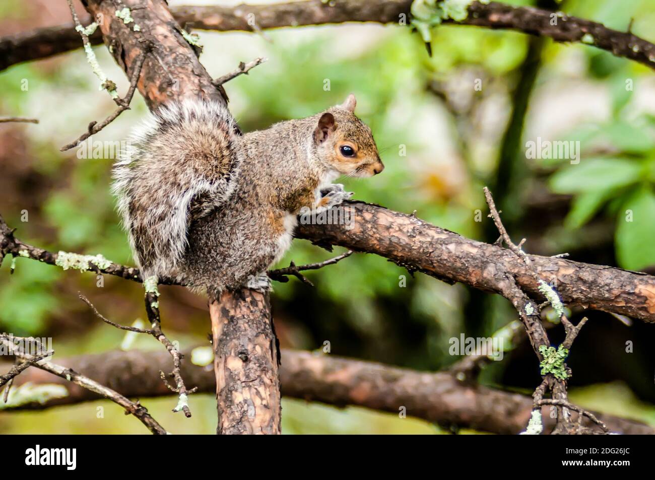 Squirrel in the wilderness in the north carolina mountains Stock Photo