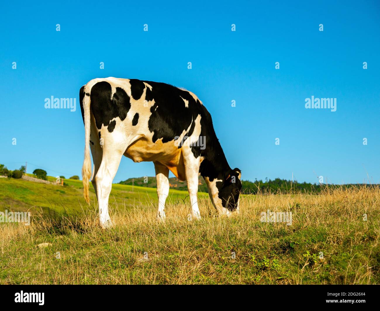 Black cow grazing on meadow hi-res stock photography and images - Alamy