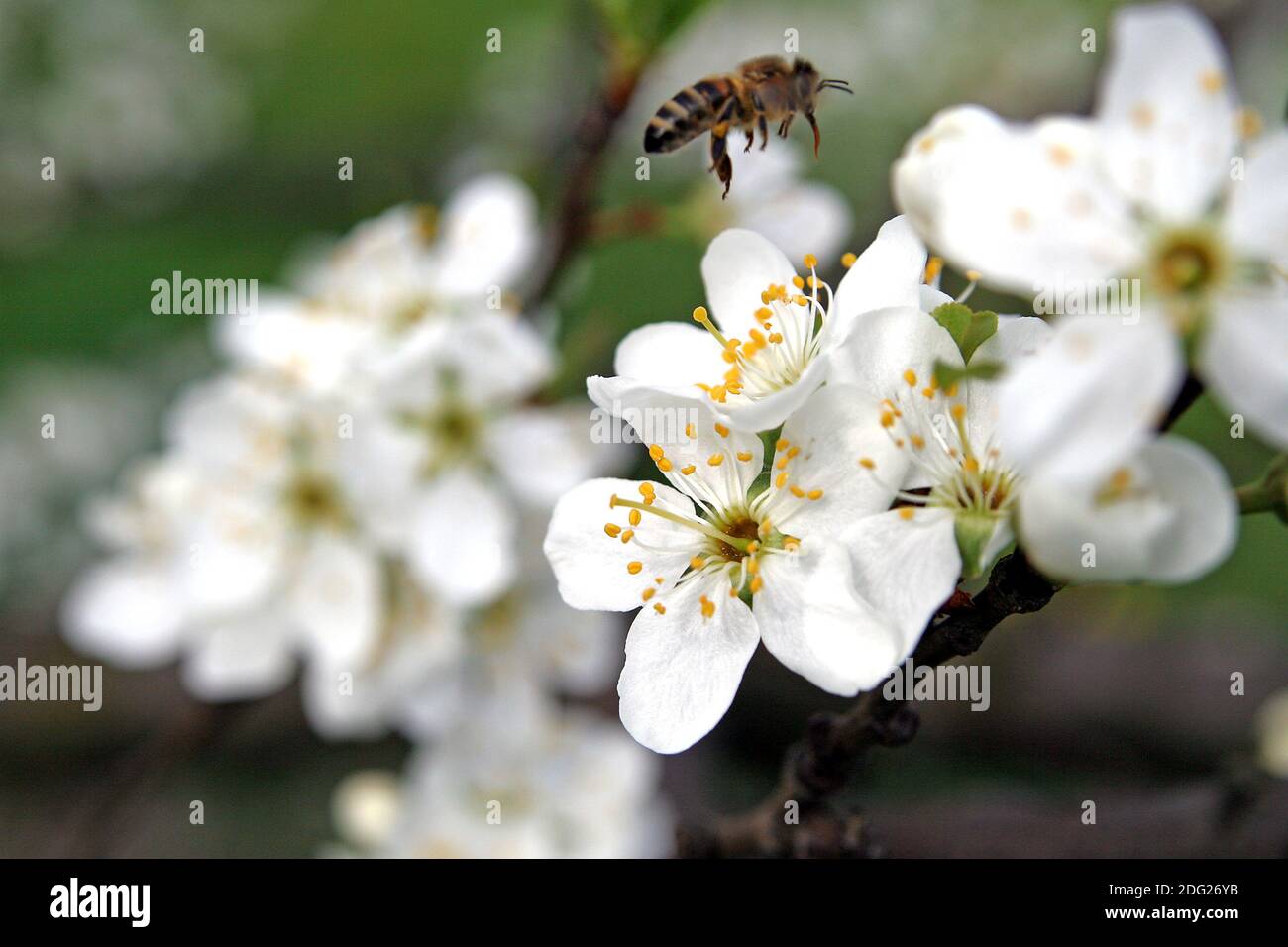 Fruit tree blossom Stock Photo Alamy