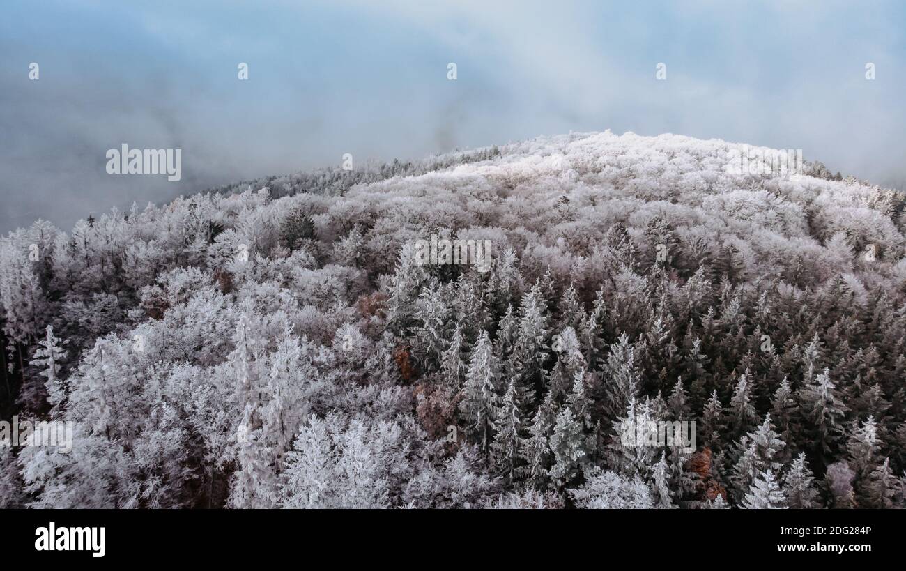 Winter forest landscape view from above.Frosty forest aerial drone view.Idyllic nature scenery from a bird eye view.Top view trees.Holiday freedom tra Stock Photo