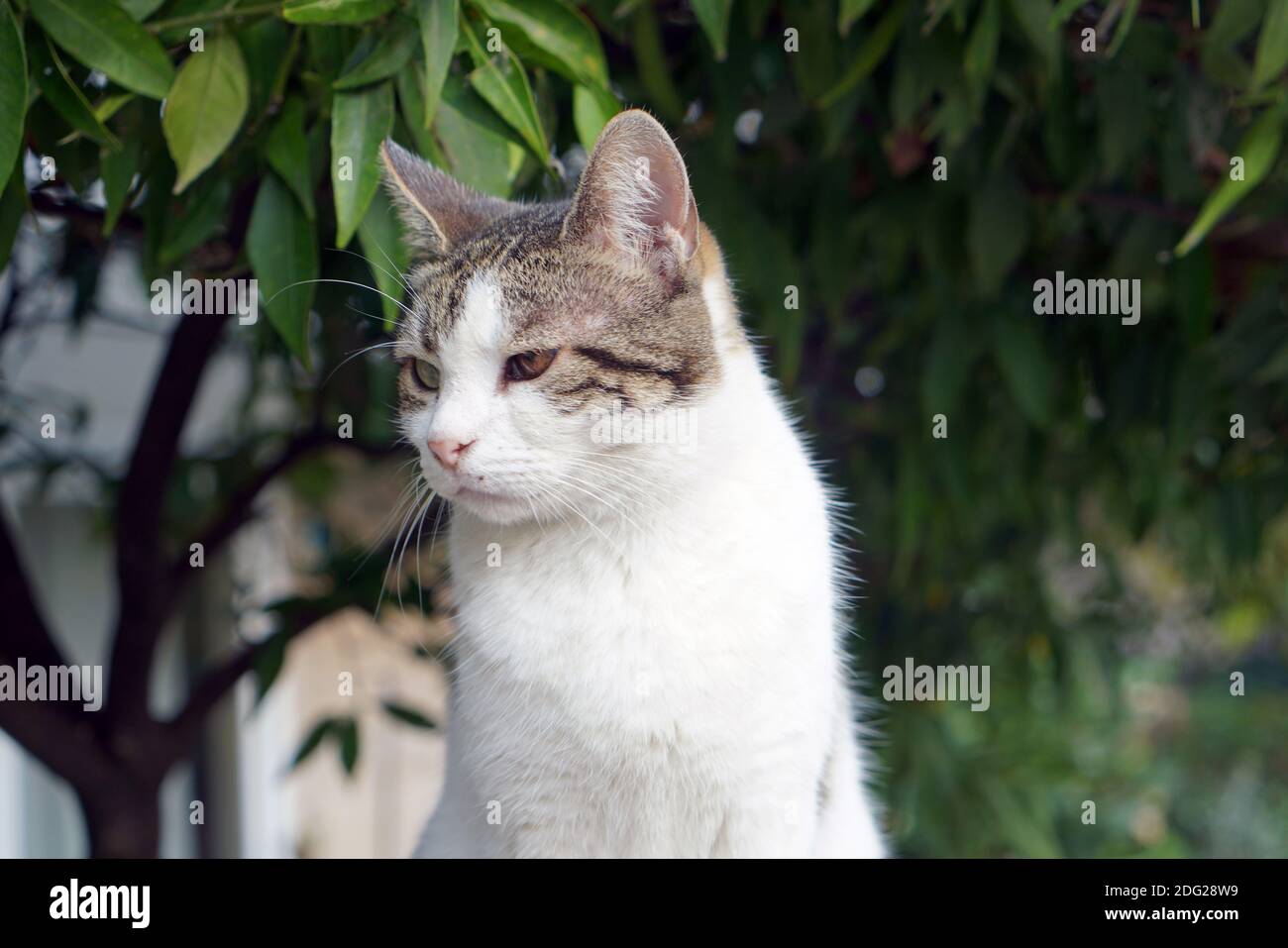 Stray orange tabby cat summer hi-res stock photography and images - Alamy