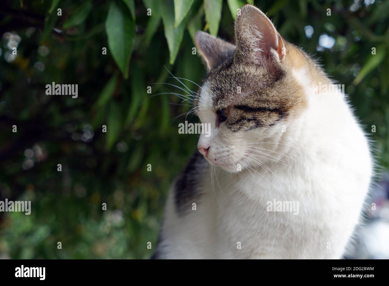Stray orange tabby cat summer hi-res stock photography and images - Alamy