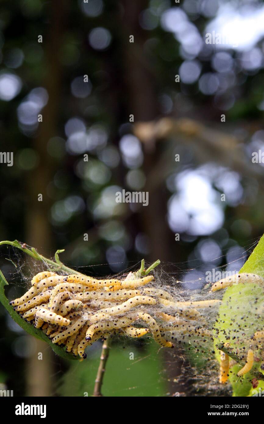 Caterpillars nest hi-res stock photography and images - Alamy