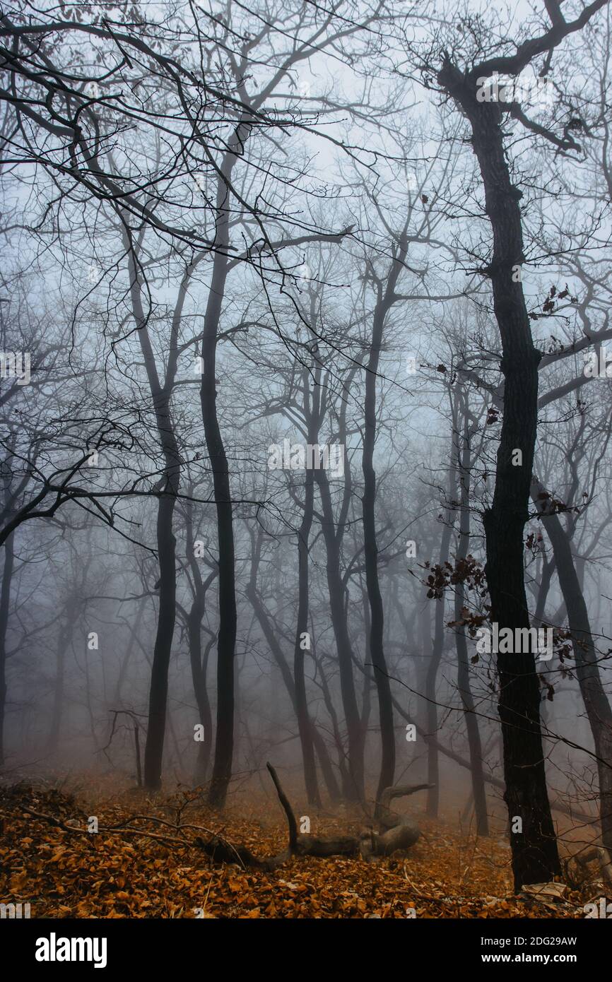 Path scenery in scary misty forest. Colorful landscape with foggy ...