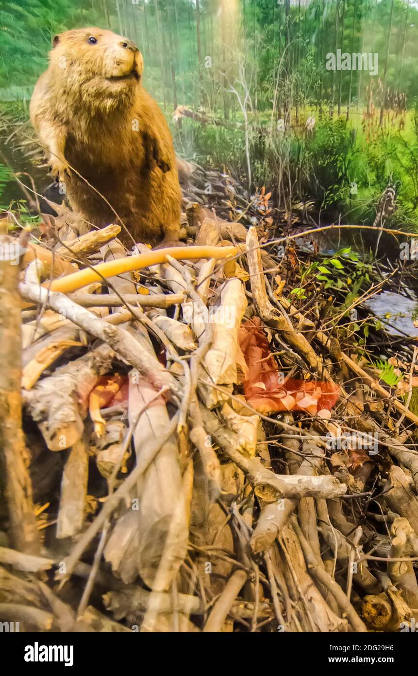 Beaver sitting on dam Stock Photo - Alamy