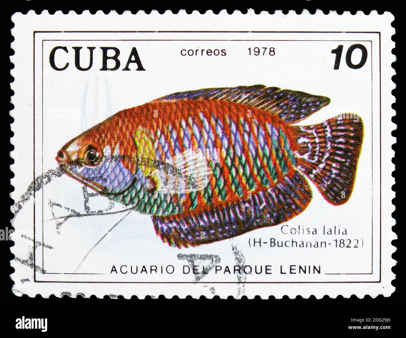MOSCOW, RUSSIA - OCTOBER 21, 2018: A stamp printed in Cuba shows Dwarf Gourami (Colisa lalia), Fish (in Lenin Park Aquarium, Havana) serie, circa 1978 Stock Photo