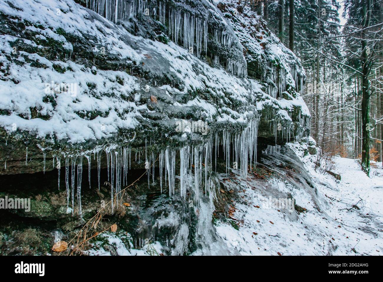 Icicles On Rock With Trees On The Background Snowy Winter Scenery Icicles In Colorful Nature Ice Background Icicles Hanging Down From Cliff Cold Stock Photo Alamy