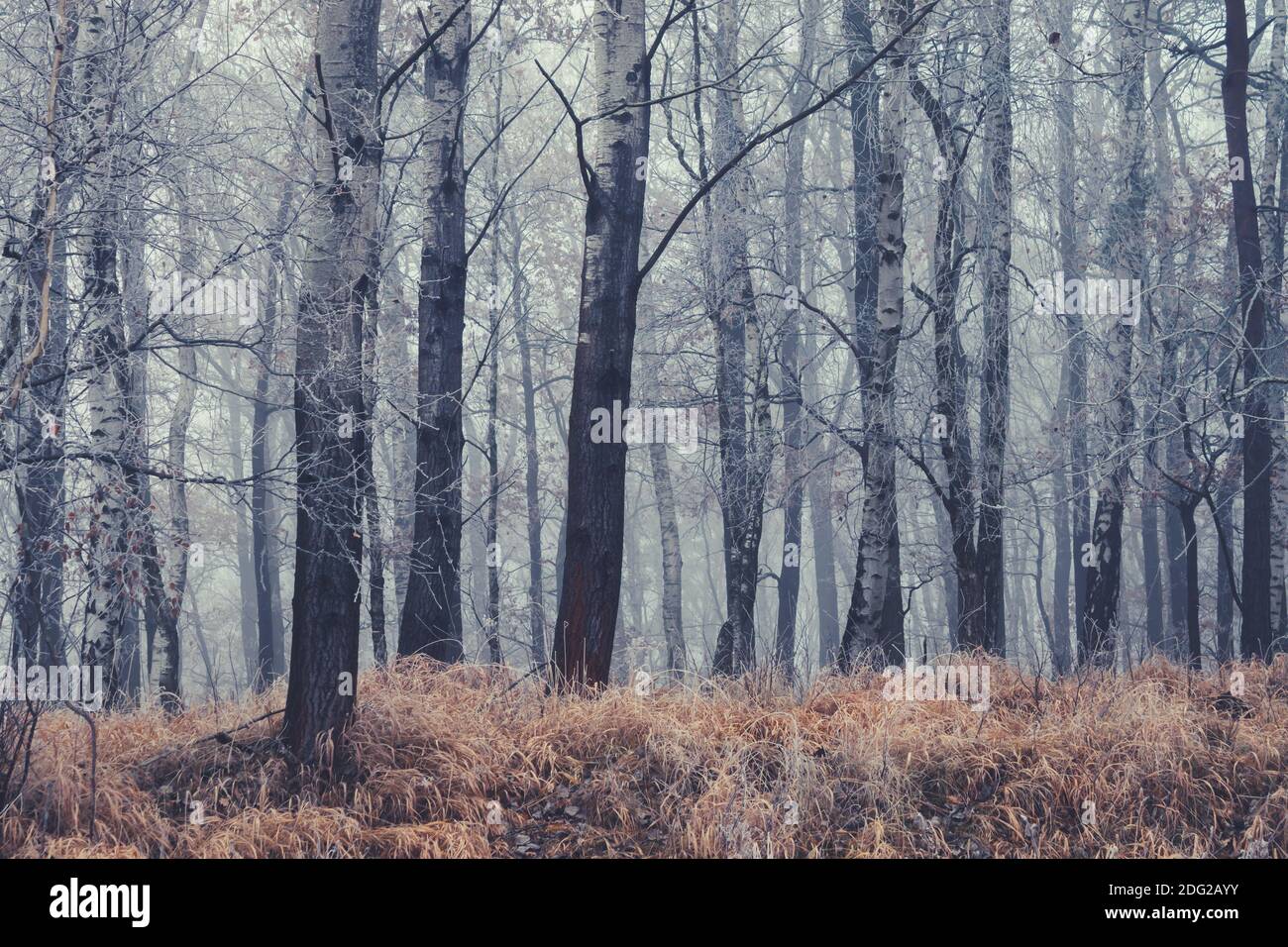 autumn forest, tree trunks in the fog, dry weather Stock Photo