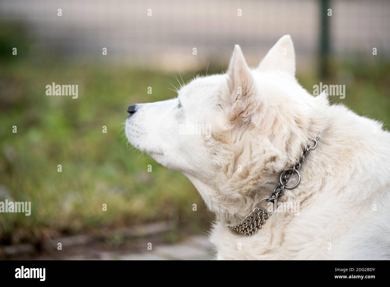 Old white swiss shepherd dog looking up outside Stock Photo
