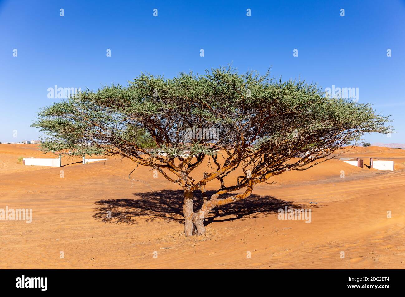 Single Acacia tree on a sandy desert in Al Madam buried ghost village in United Arab Emirates. Stock Photo