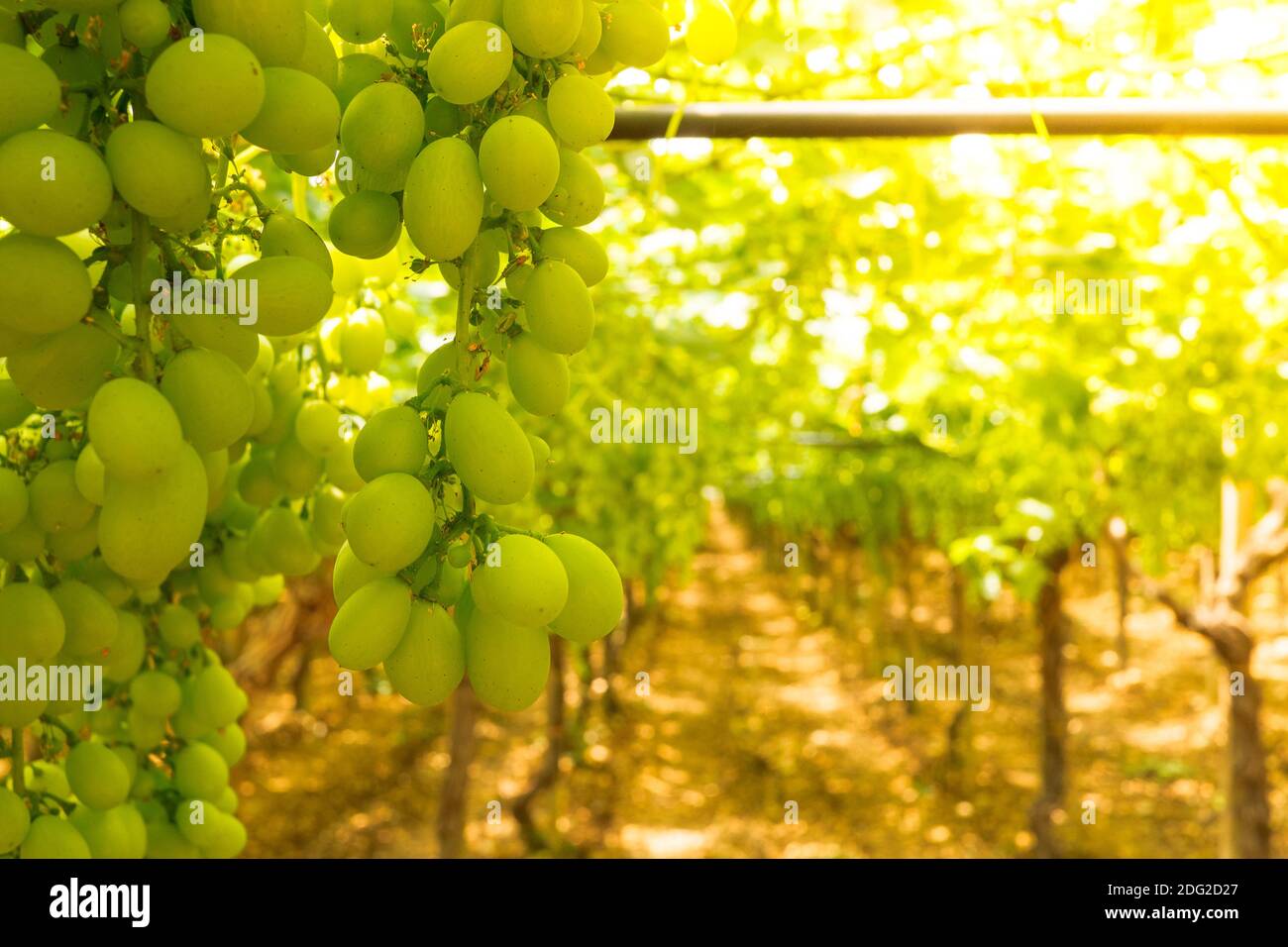 Close up of a bunch of grapes hanging on the vine plant Puglia, Italy Stock Photo Alamy
