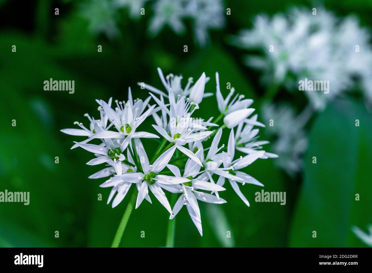 Bärlauch (Allium ursinum) Stock Photo