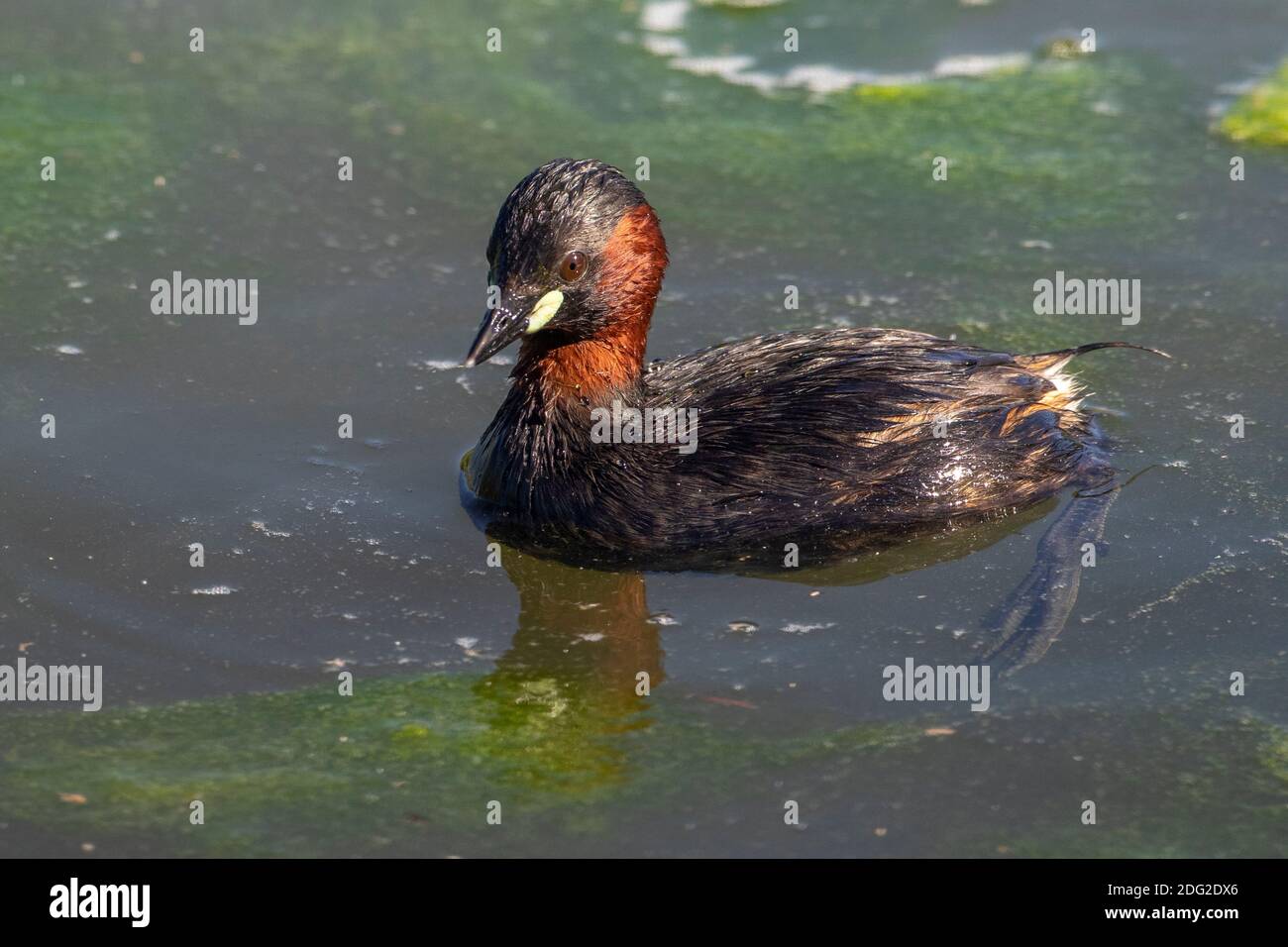 Zwergtaucher (Tachybaptus ruficollis) Stock Photo