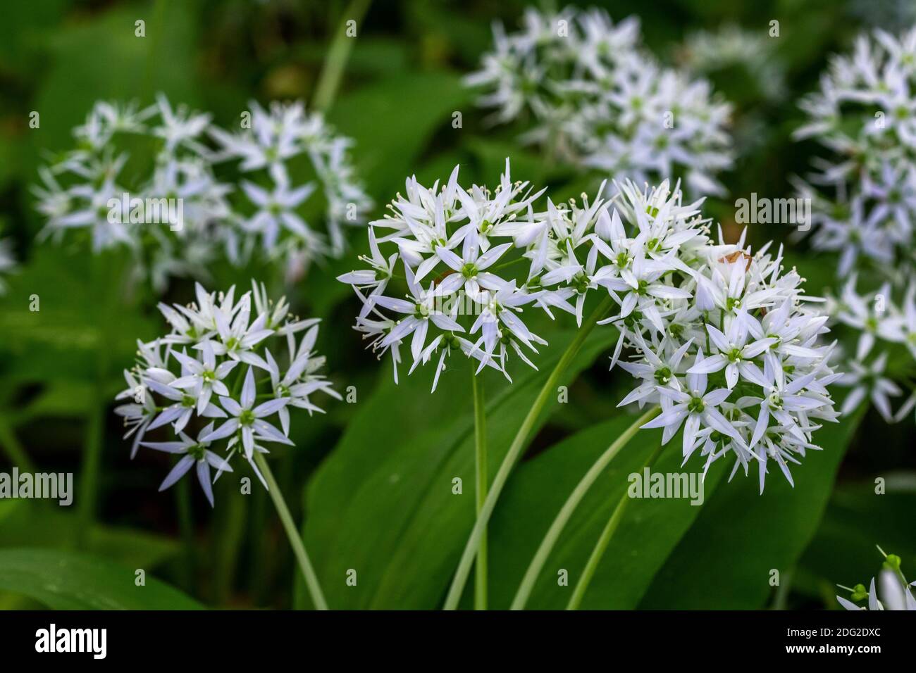 Bärlauch (Allium ursinum) Stock Photo