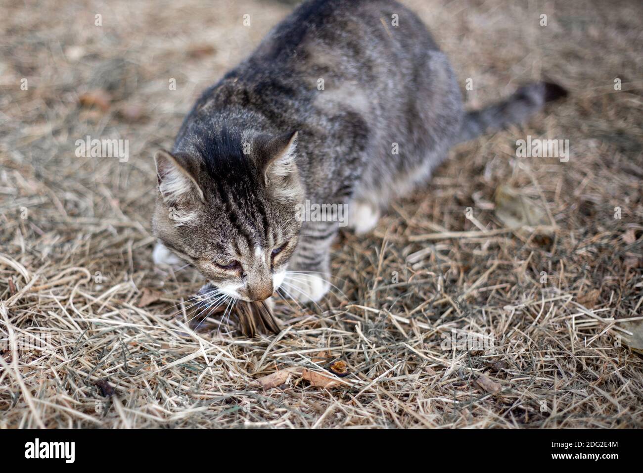 Cat eating bird hires stock photography and images Alamy