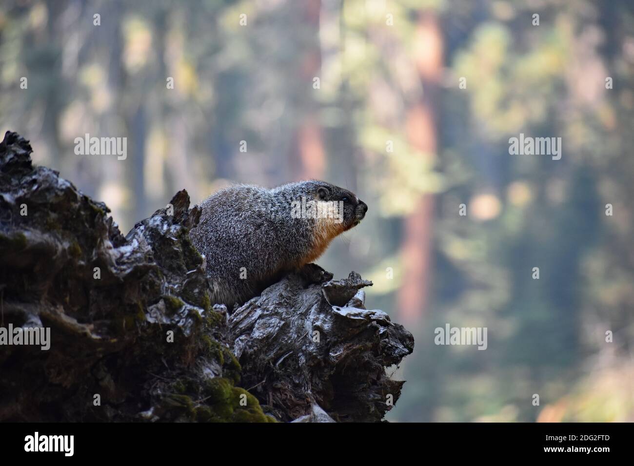 A Yellow Bellied Marmot (Marmota flaviventris) sits on the roots of a fallen Sequoia tree (Sequoiadendron giganteum) in Sequoia National Park, USA. Stock Photo