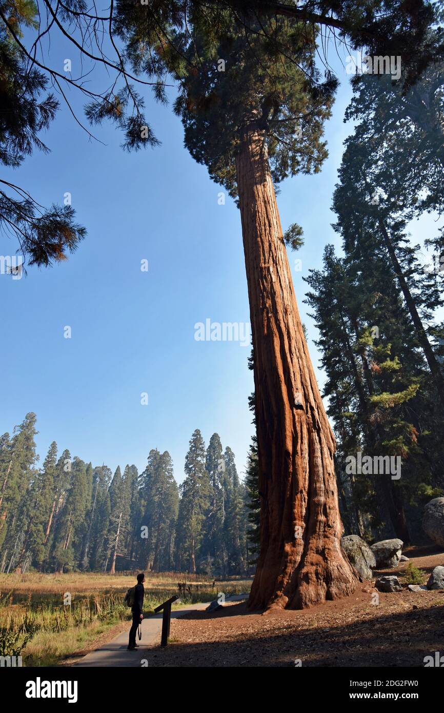 A male tourist looks up at a giant Sequoia Tree (Sequoiadendron giganteum) along the Big Trees Trail in Sequoia National Park, California, USA. Stock Photo