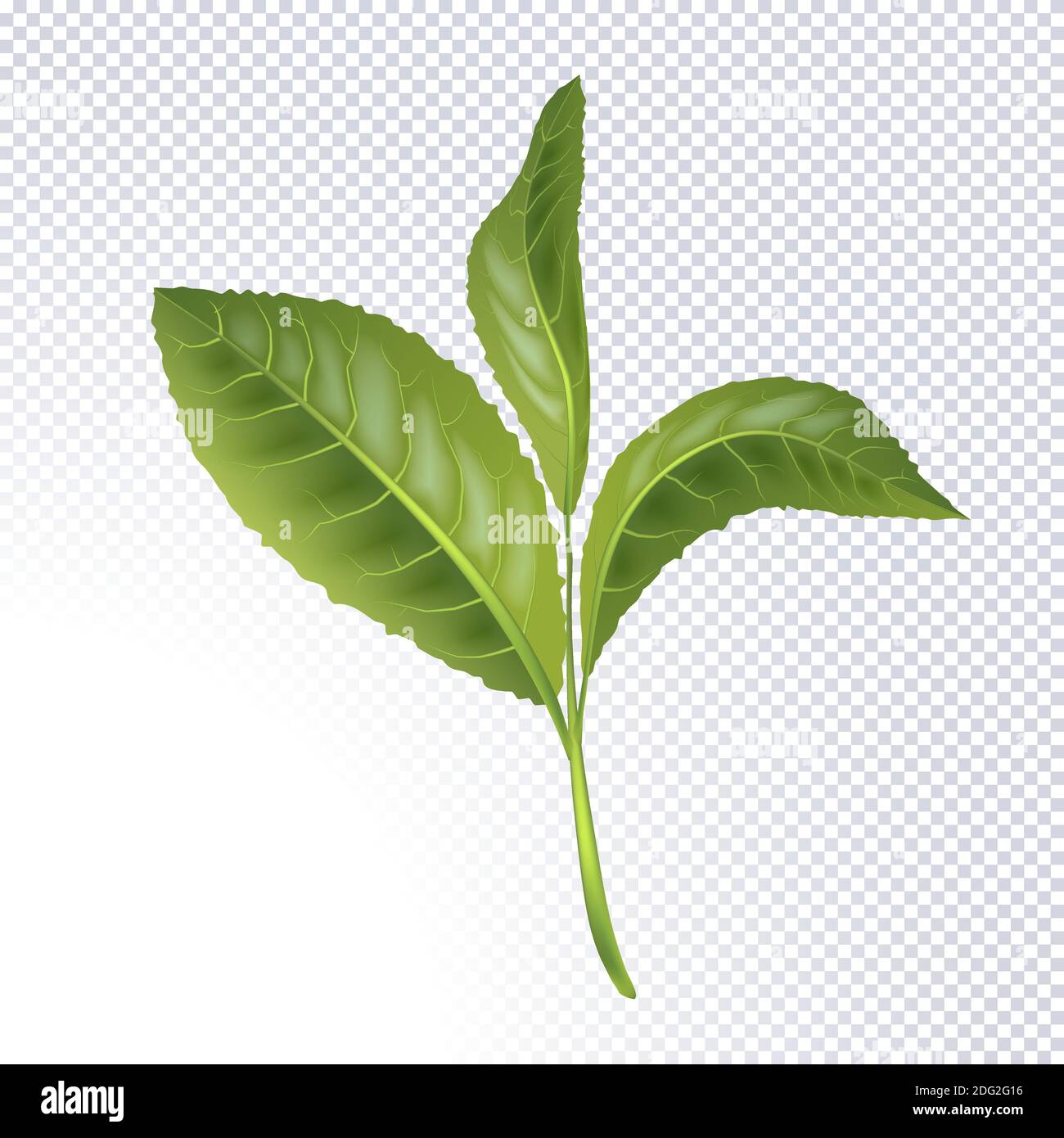Realistic green tea leaves isolated on white background. The Premium ...