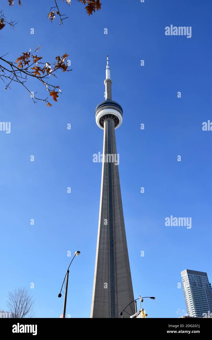 The CN Tower against a plain, clear blue sky. A tree with orange leaves, street lamps and building are partially in shot. Toronto, Ontario, Canada. Stock Photo