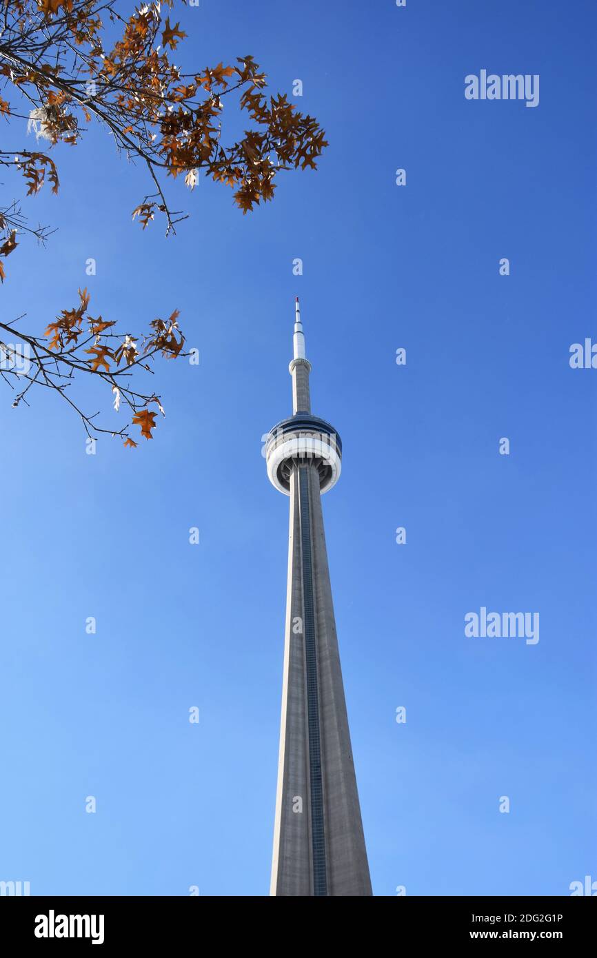 The CN Tower against a plain, clear blue sky for copy space.  A tree with orange leaves partially in shot. Toronto, Ontario, Canada. Stock Photo