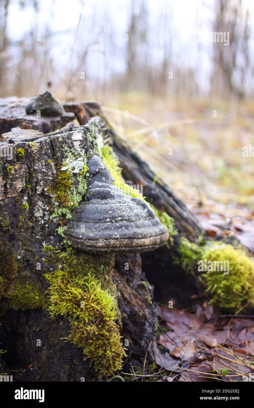 Tree stump with mushrooms in the forest Stock Photo - Alamy