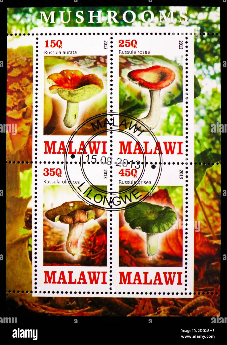 MOSCOW, RUSSIA - OCTOBER 21, 2018: A stamp printed in Malawi shows Russulas, Mushrooms serie, circa 2013 Stock Photo