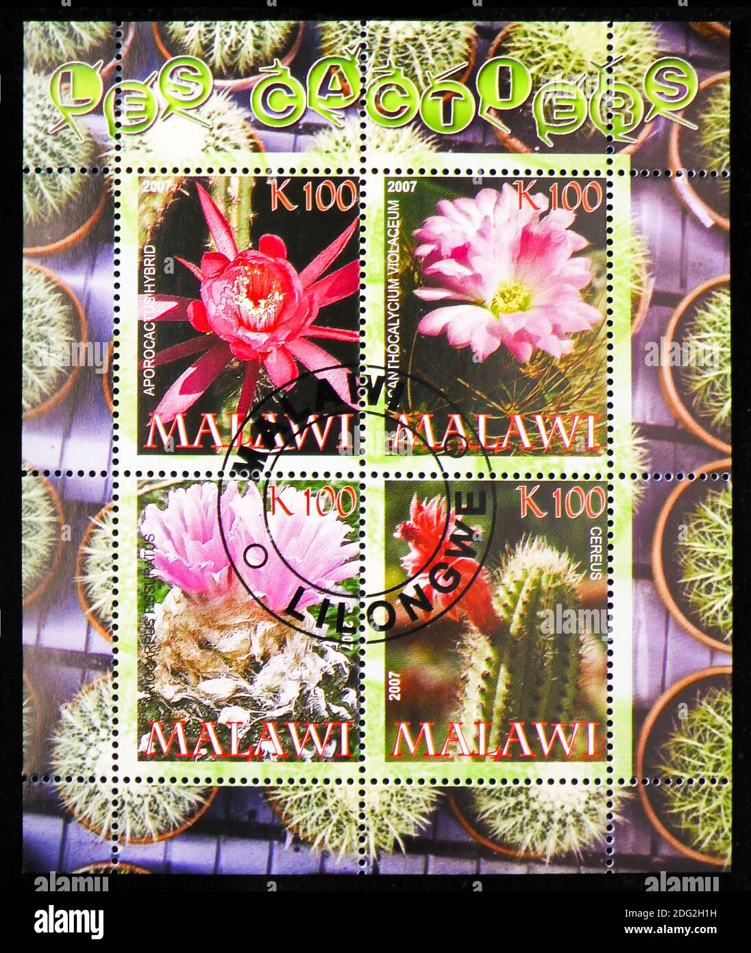 MOSCOW, RUSSIA - OCTOBER 21, 2018: A stamps printed in Malawi shows Cactuses serie, circa 2007 Stock Photo