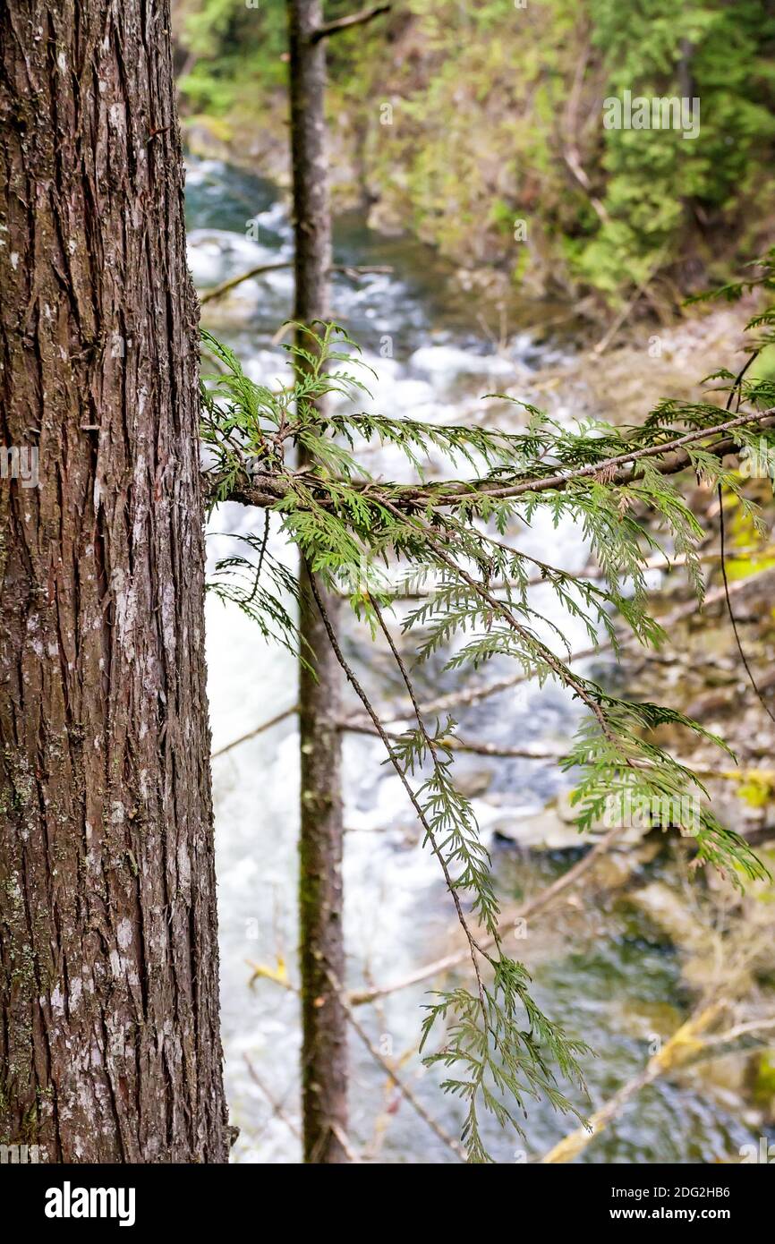 A Western Red Cedar (Thuja plicata) on the banks of the Capilano River in Vancouver, British Columbia, Canada Stock Photo