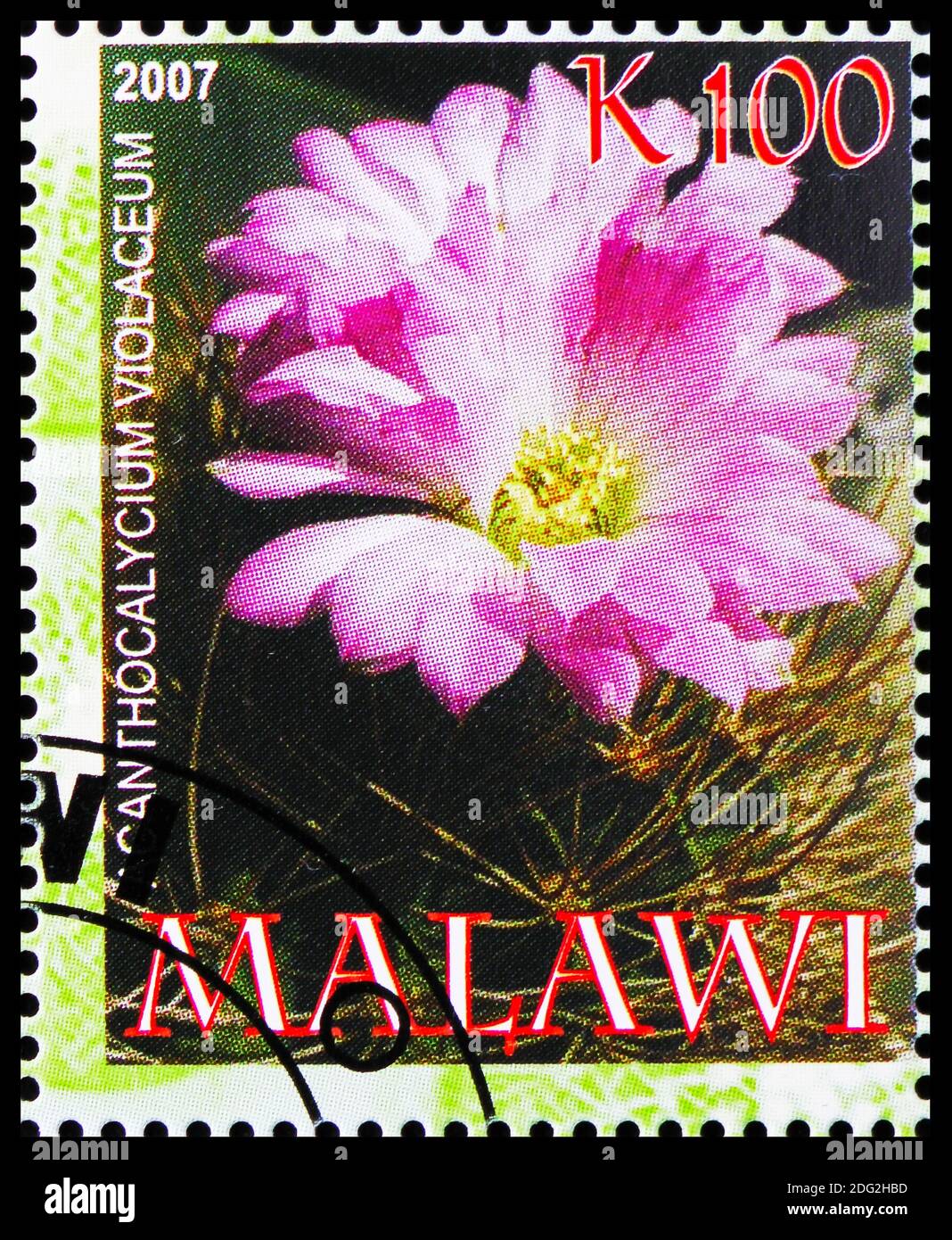 MOSCOW, RUSSIA - OCTOBER 21, 2018: A stamp printed in Malawi shows Icanthocalycium violaceum, Cactuses serie, circa 2007 Stock Photo