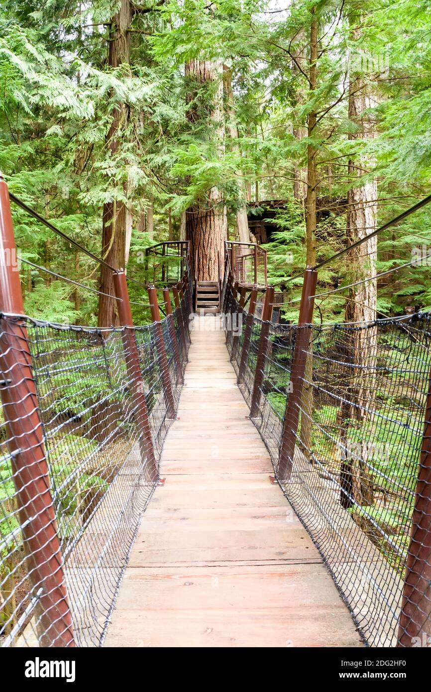 High platforms and connecting suspension bridges on Douglas fir trees in North Vancouver, British Columbia, Canada Stock Photo