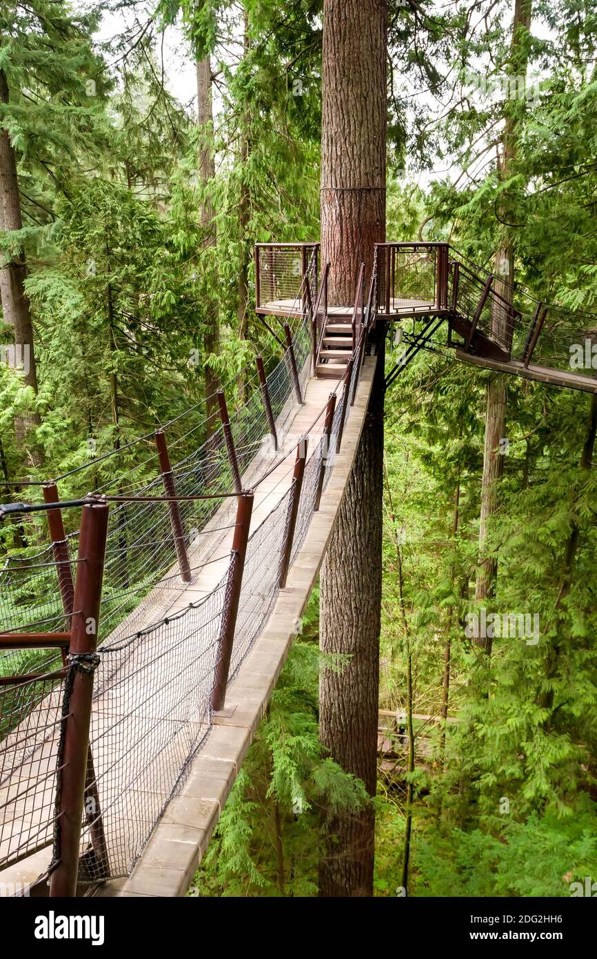 High platforms and connecting suspension bridges on Douglas fir trees in North Vancouver, British Columbia, Canada Stock Photo