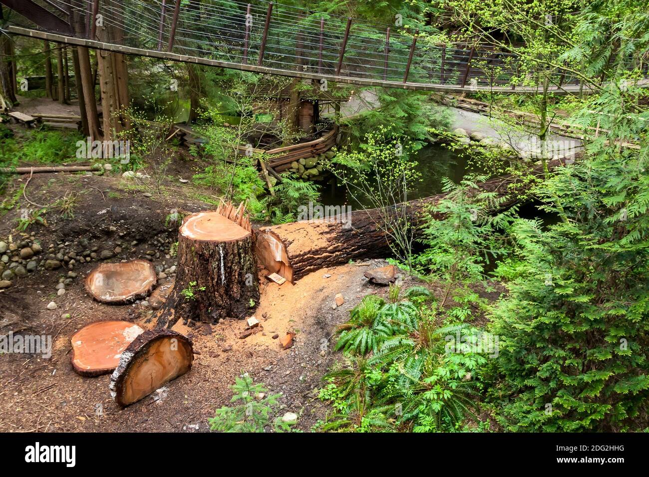 A tree that has been cut down in an old-growth forest in North Vancouver, British Columbia, Canada Stock Photo