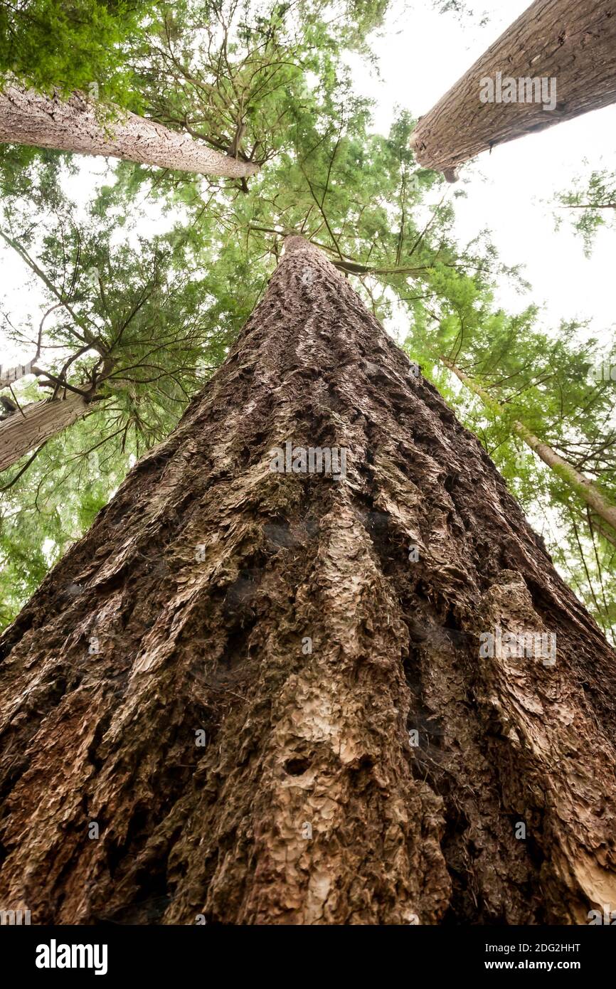 Looking up at a Douglas fir tree in an old-growth forest, North Vancouver, British Columbia, Canada Stock Photo