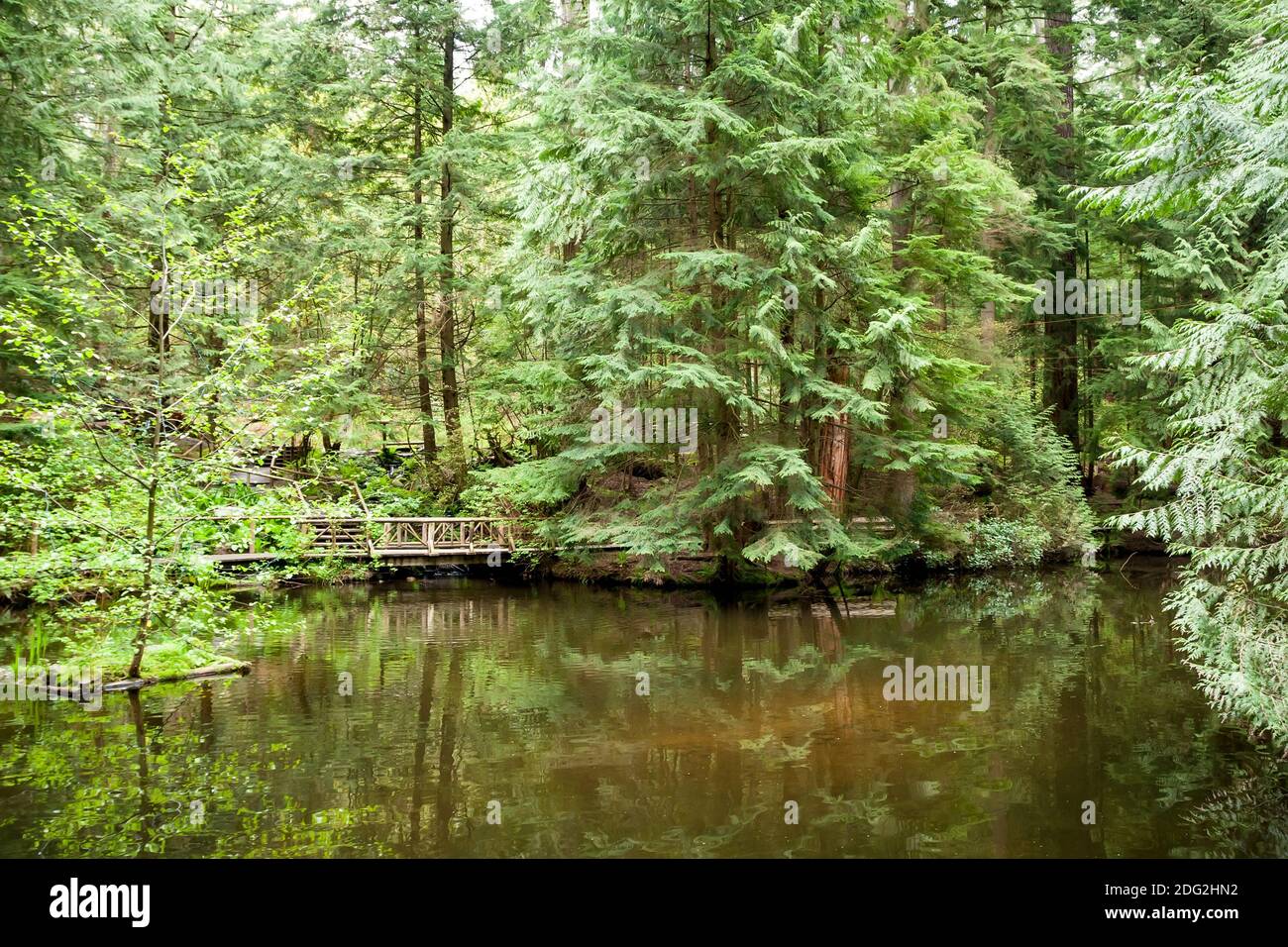 A view of old-growth forest across a pond at Capilano Suspension Bridge Park, North Vancouver, British Columbia, Canada Stock Photo