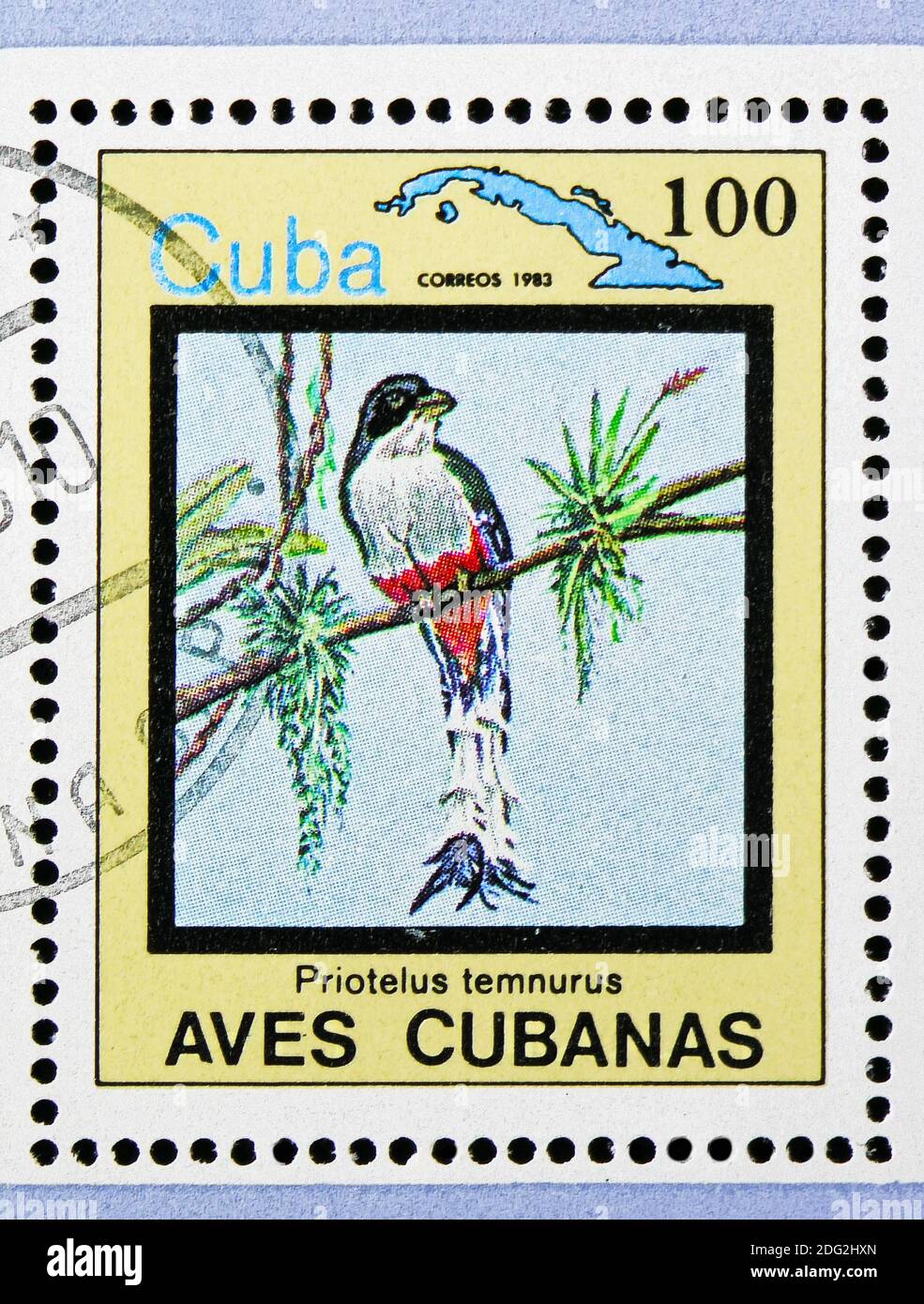 MOSCOW, RUSSIA - NOVEMBER 10, 2018: A stamp printed in Cuba shows Cuban Trogon (Priotelus temnurus), Endemic birds serie, circa 1983 Stock Photo