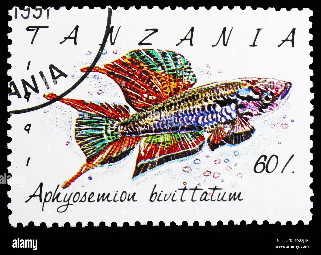 MOSCOW, RUSSIA - NOVEMBER 10, 2018: A stamp printed in Tanzania shows Twostripe Lyretail (Aphyosemion bivittatum) , Fish serie, circa 1991 Stock Photo