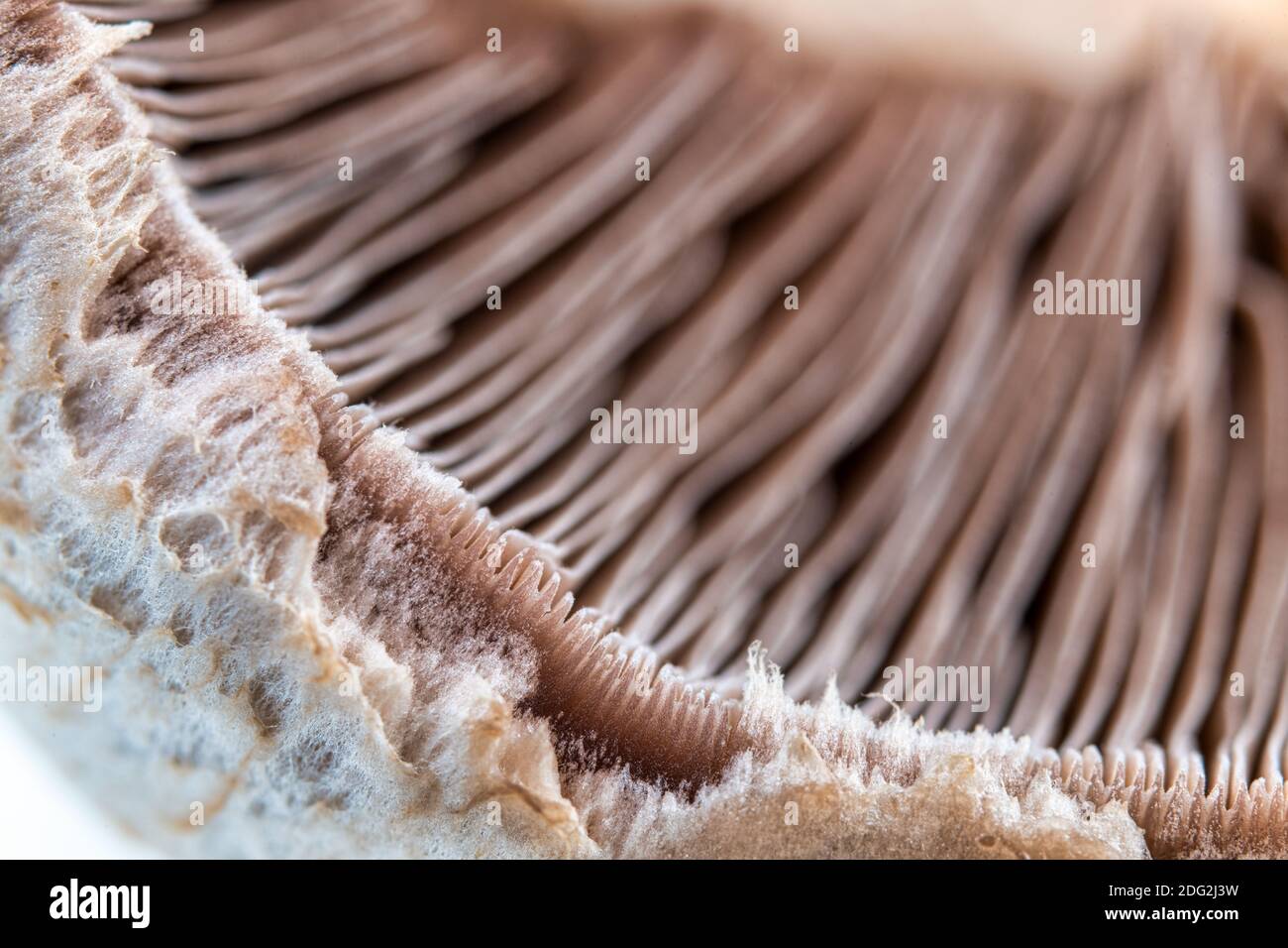 Extreme close-up of a white mushroom showing the beautiful small details of the vegetable food ingredient Stock Photo