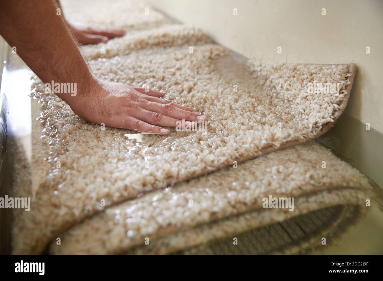 Dirty carpet soaking in special chemical solution in carpet cleaning service Stock Photo Alamy