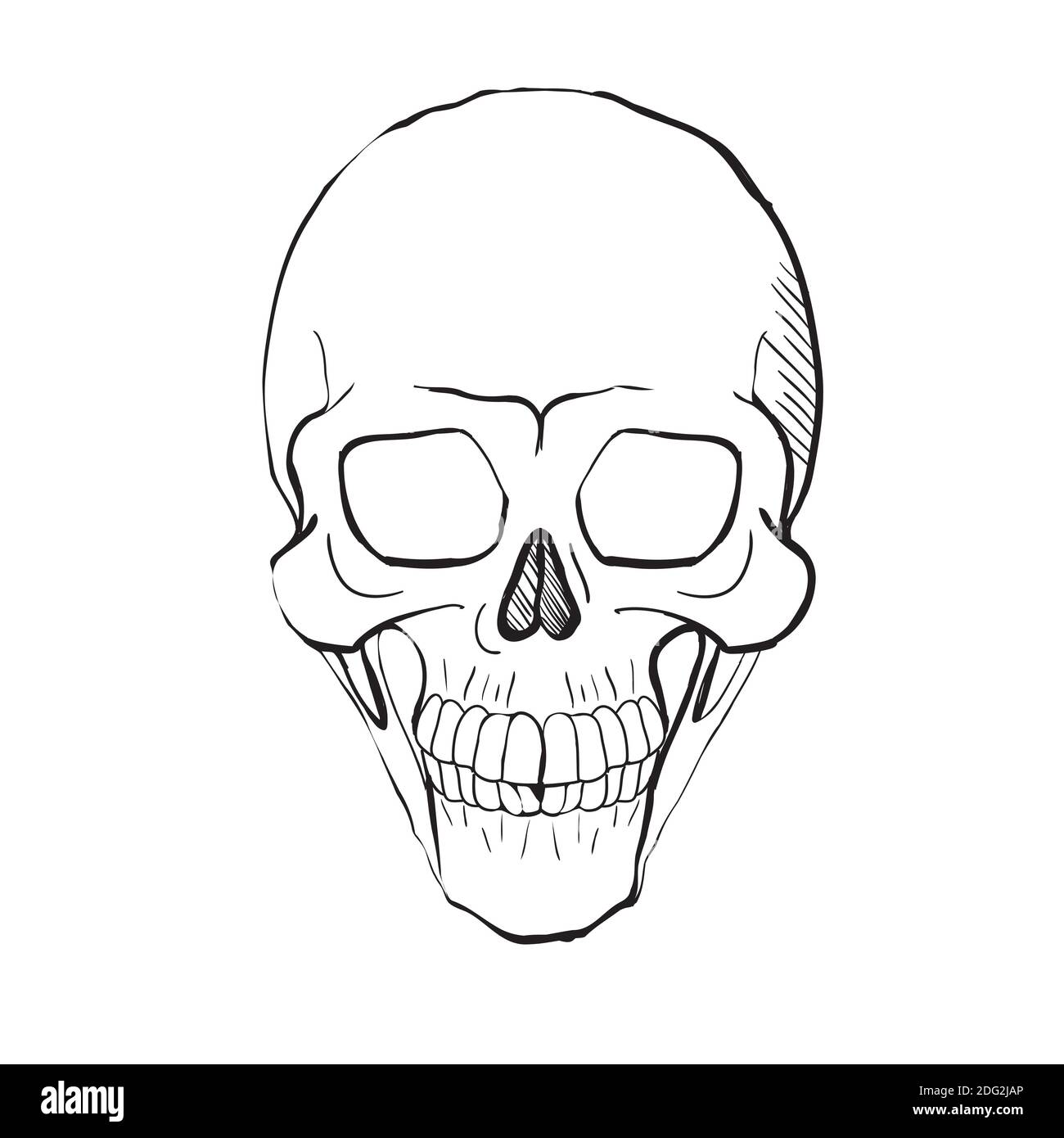 Hand drawn line art anatomically correct human skull isolated. Black and  white vector illustration Stock Vector Image & Art - Alamy