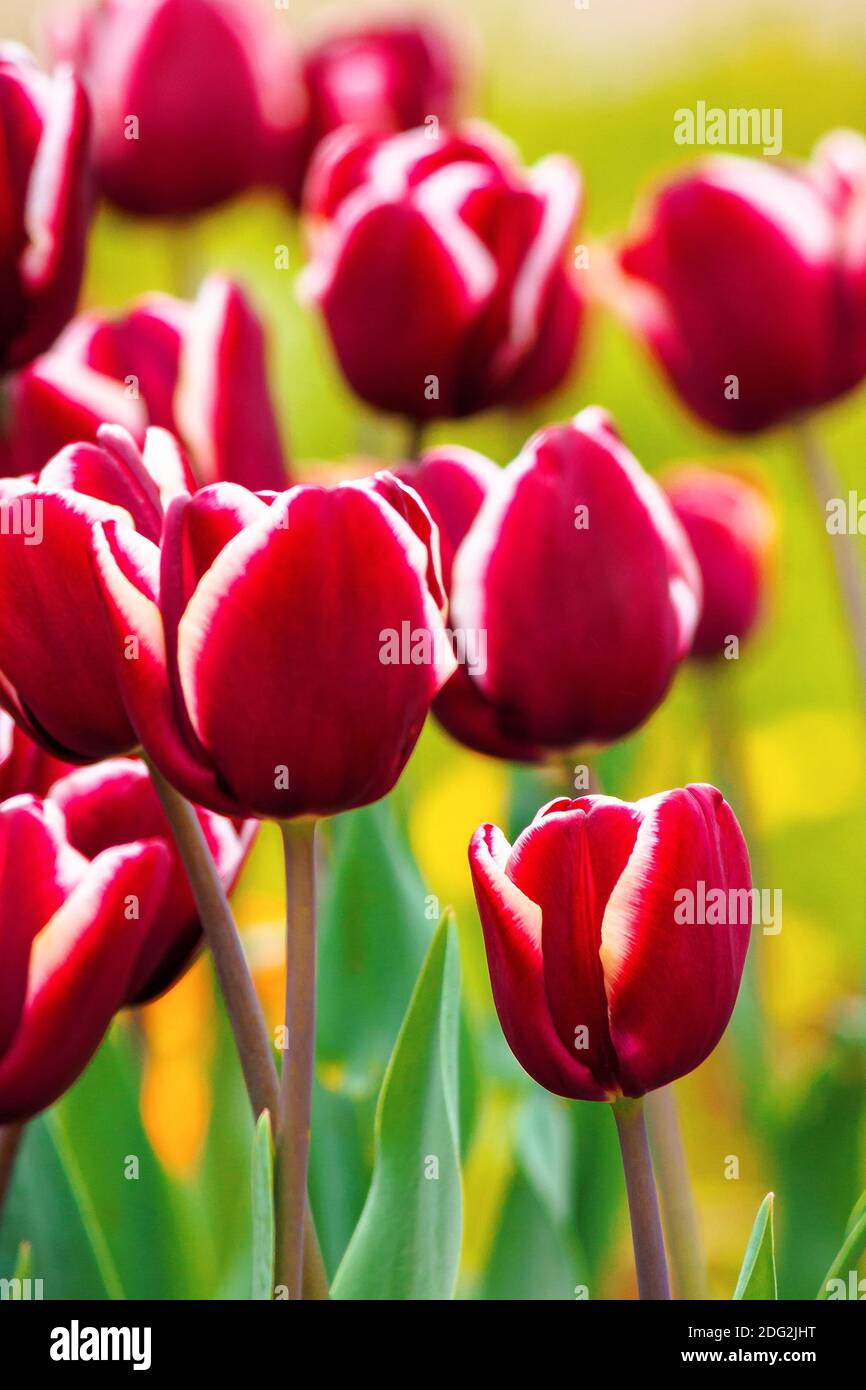 close up of red striped tulips. beautiful nature background in spring. shallow depth of field Stock Photo